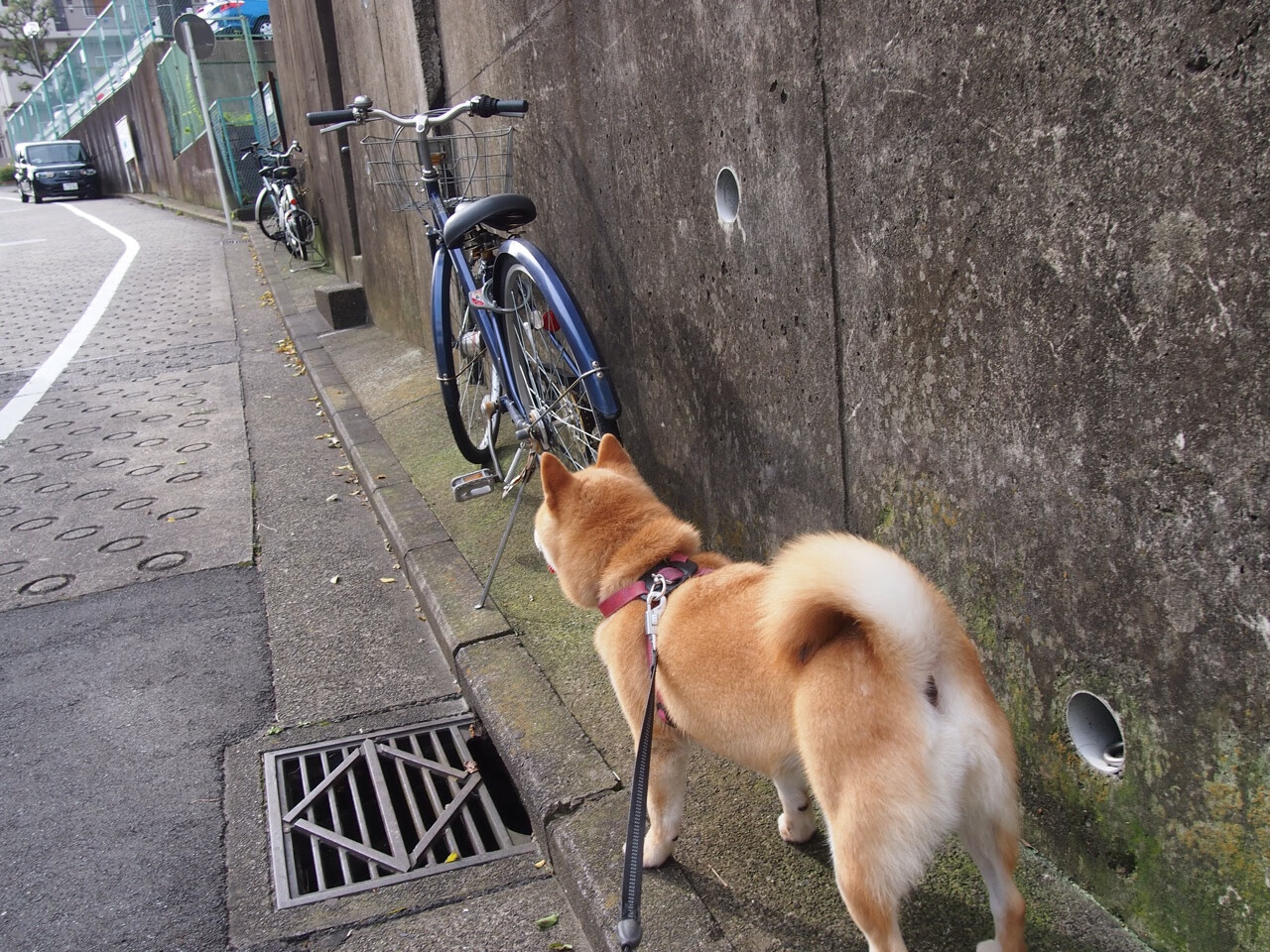 永恒之城烽火再燃,伊布传奇之光照亮摩洛哥挑战者的黄昏