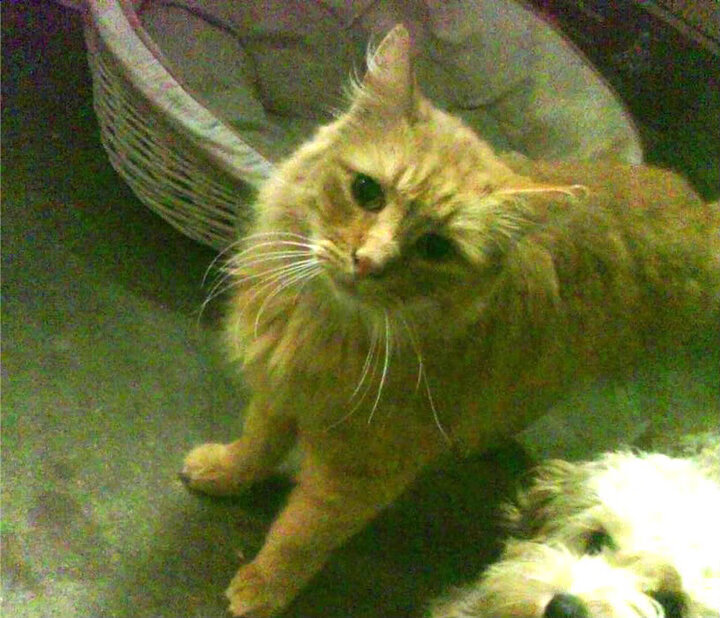 步行者血拼猛龙，戈贝尔关键制胜，一场定义东部新秩序的防守绞杀