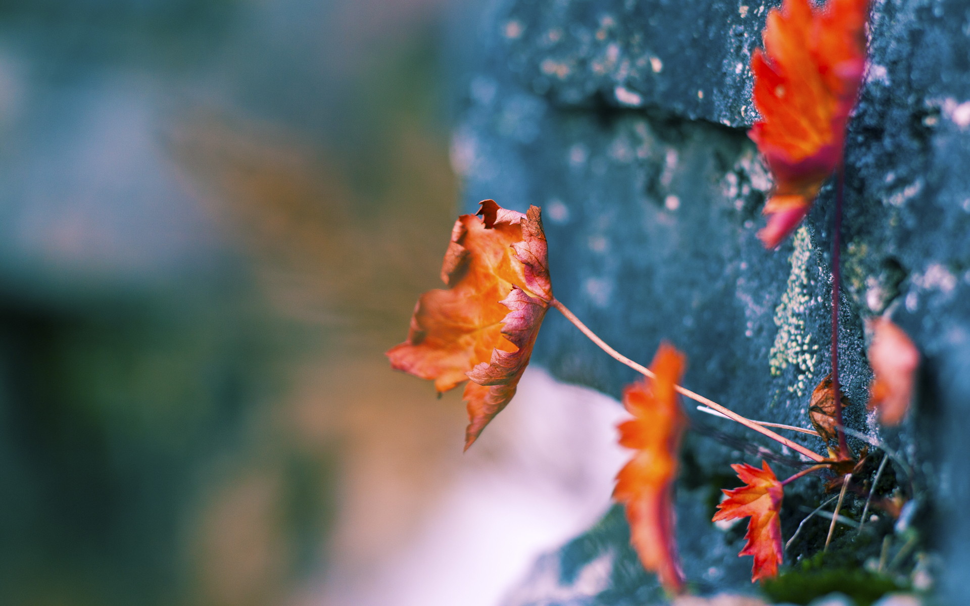 唯一性的双重奏，雄鹿巅峰决胜篮网与莫兰特2026世界杯的接管时刻