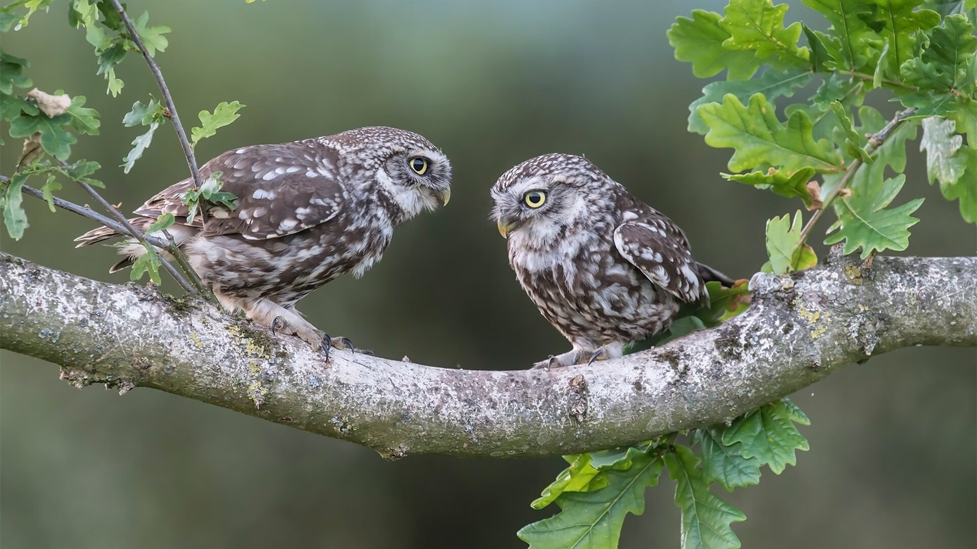 世界第一之战！蓝月亮的铁血意志vs黄黑军团的青春风暴—记曼城与多特蒙德的欧冠焦点对决