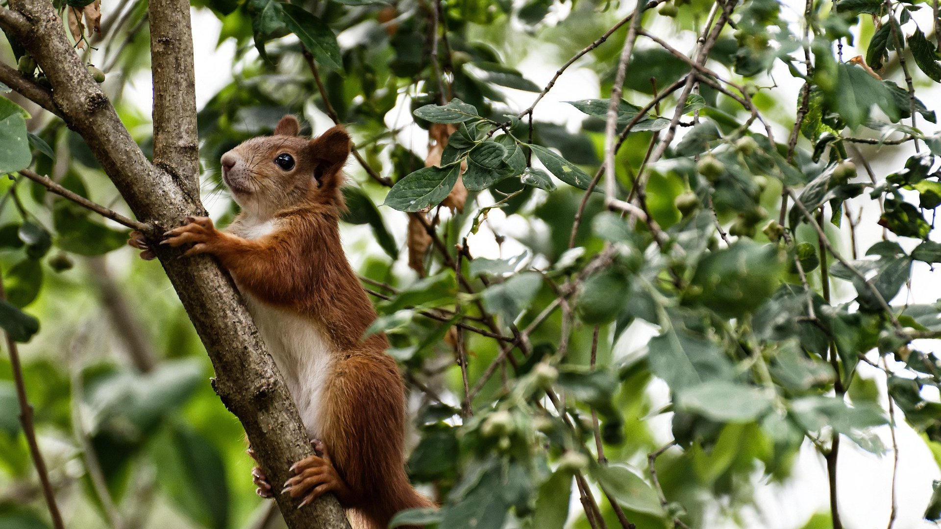 唯一性的赛场诠释，东契奇稳定输出不掉线，开拓者粉碎广厦队