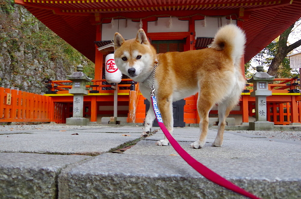 无声的罗盘，法比尼奥于争冠风暴眼中校准胜利航向