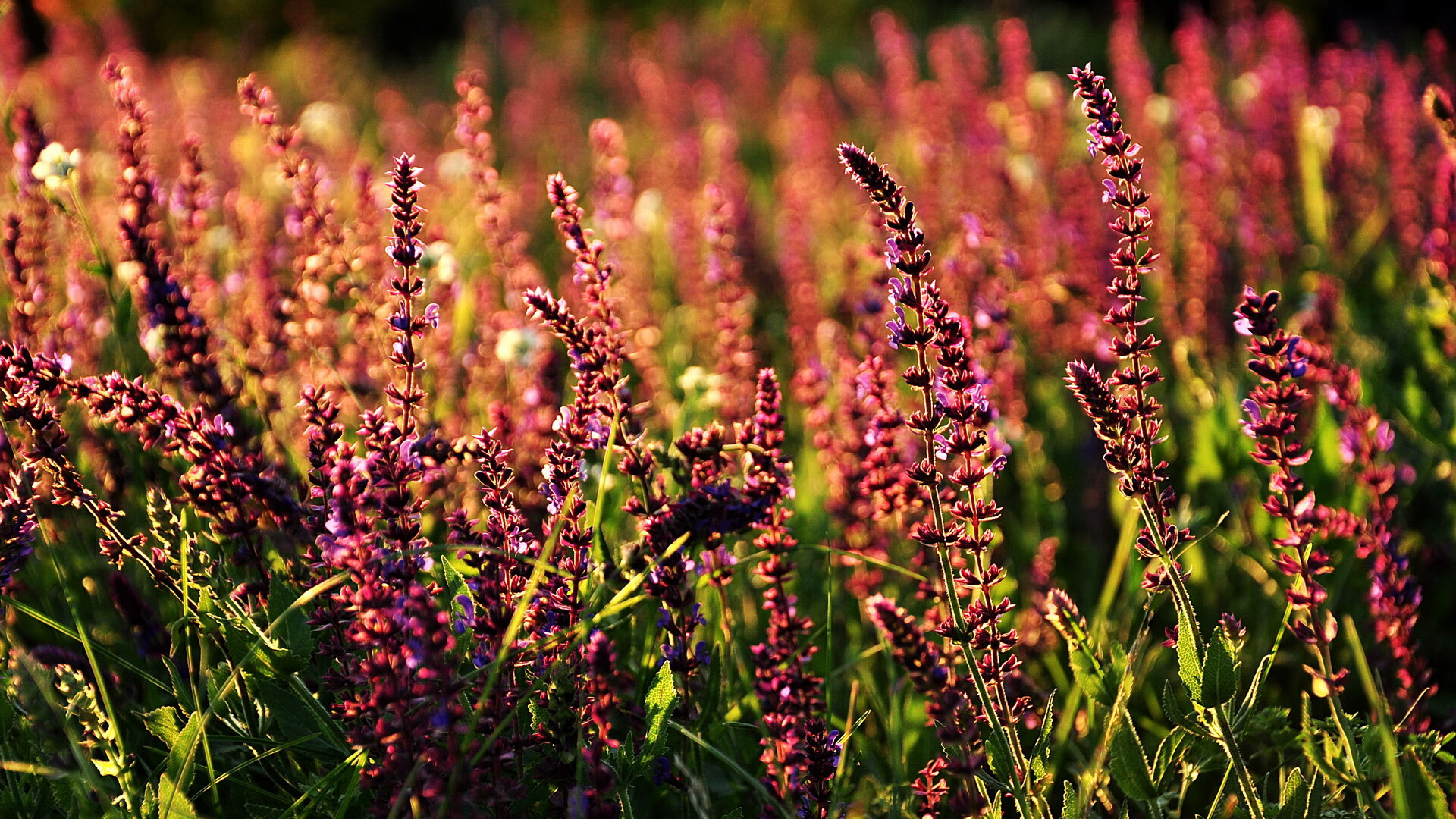 莫兰特，撕裂黑夜的那一束光