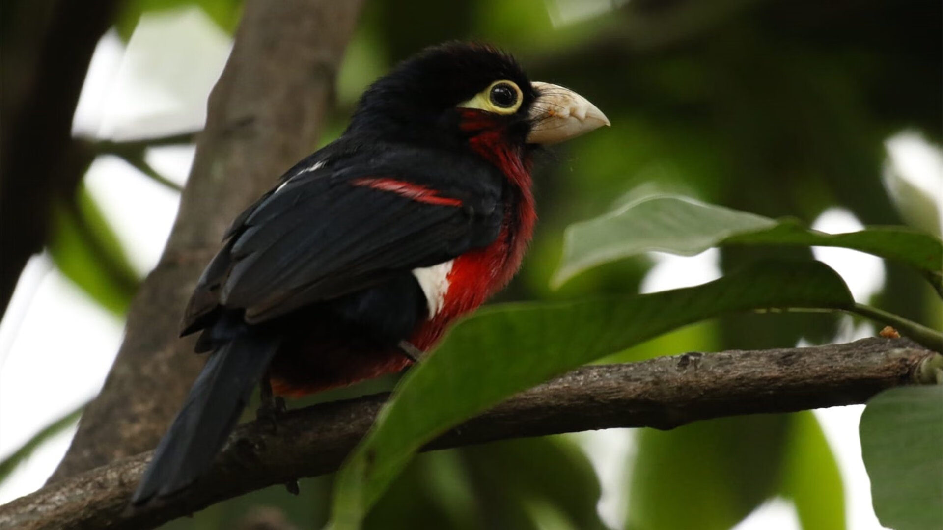 孤星璀璨难敌星河倒流，欧文61分生涯之夜，奇才逆流而上终结篮网