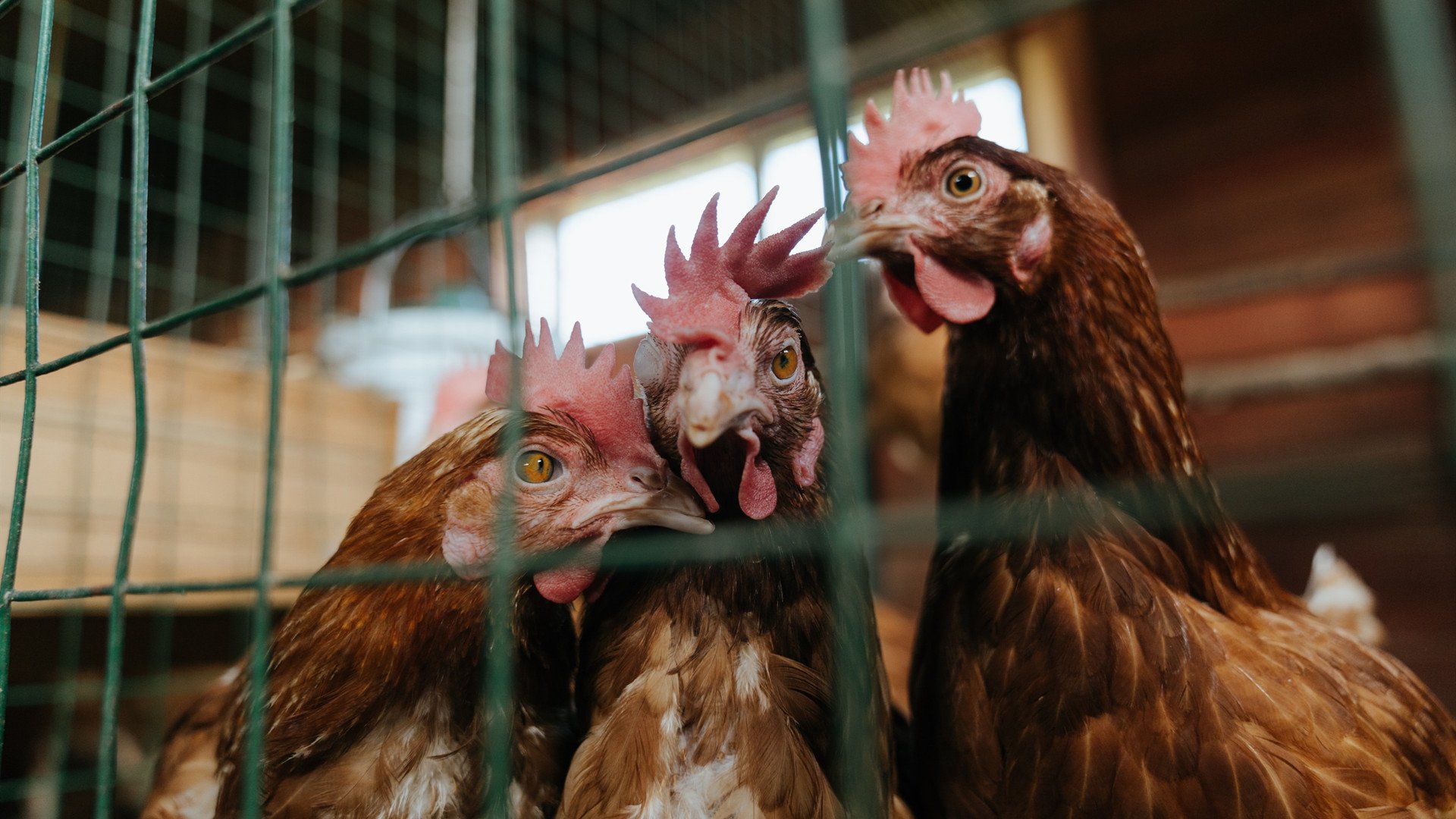 黄喜灿的独角戏，苏格兰节奏如何让乌拉圭陷入沉默之舞
