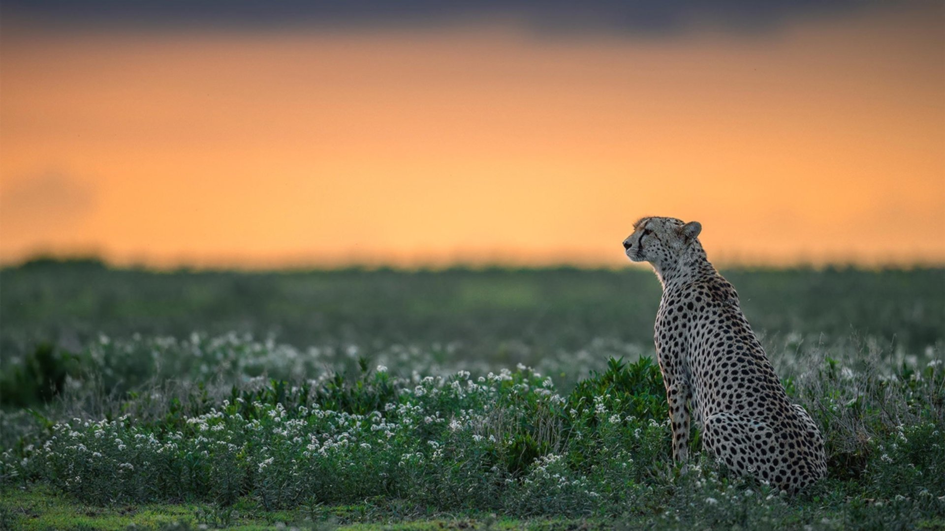 欧洲足坛的硬仗艺术，卡瓦哈尔的刚韧与那不勒斯的战术完胜