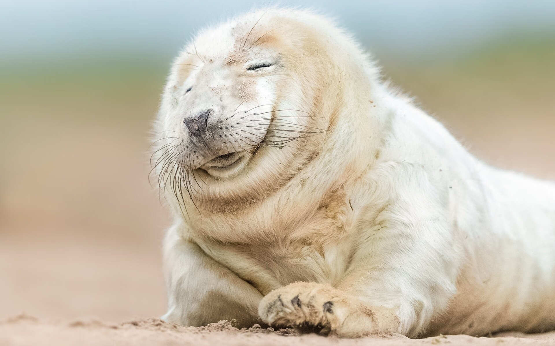 当月光穿透黄黑之墙,沙特足球的破晓之战