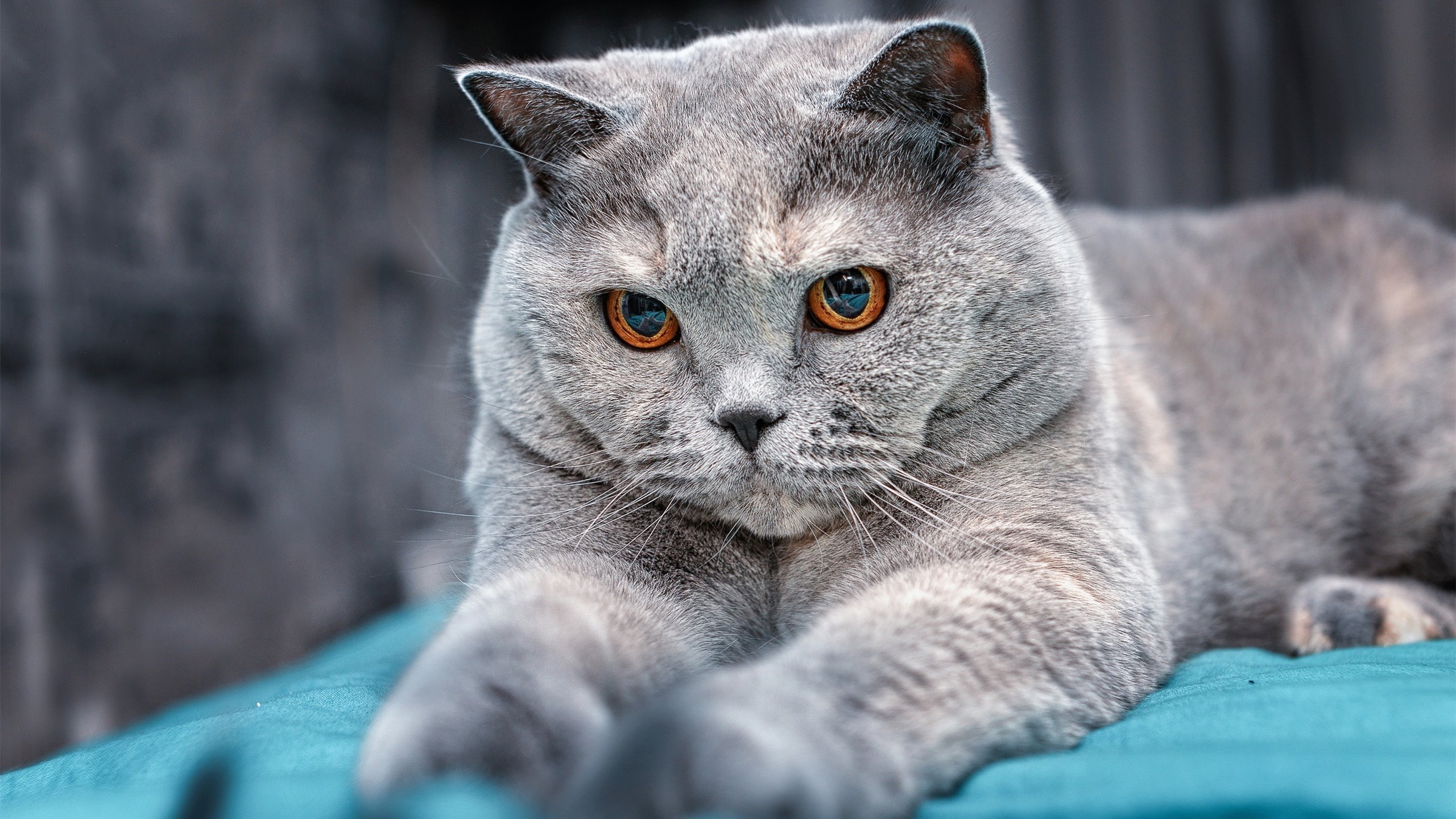 破壁者,奥地利历史性击溃波兰,哈弗茨的涅槃时刻