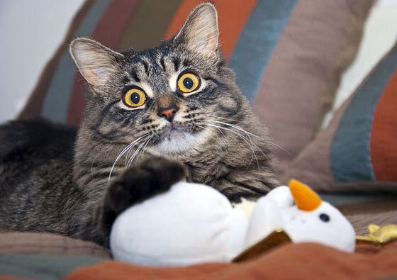 闪电撕裂与雪崩掩埋,福克斯的突破艺术与掘金的集体风暴