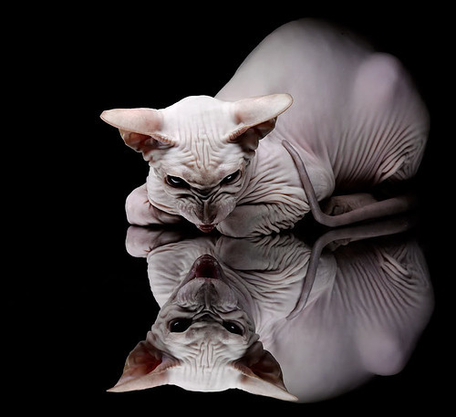 世界排名争夺战之夜，聚光灯下，福登闪耀决定性时刻